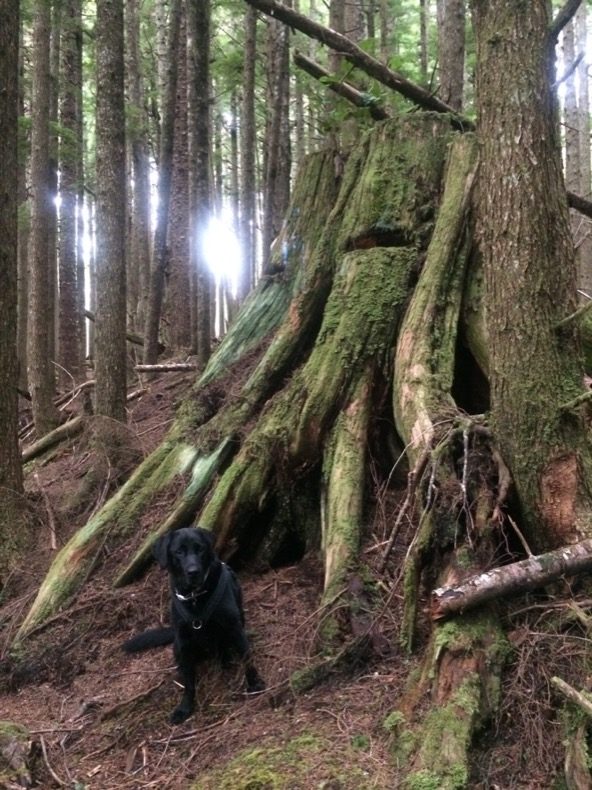dog and tree
